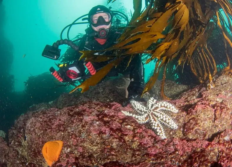 22315 buceando en el refugio marino de ventanas.webp