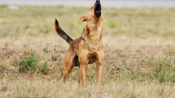 Perros asilvestrados. Perros asilvestrados.