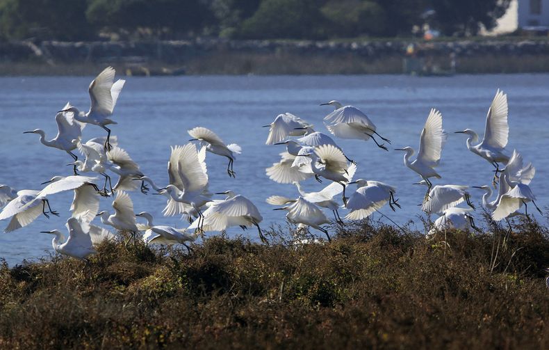 Garzas en Ojos de Mar..jpg