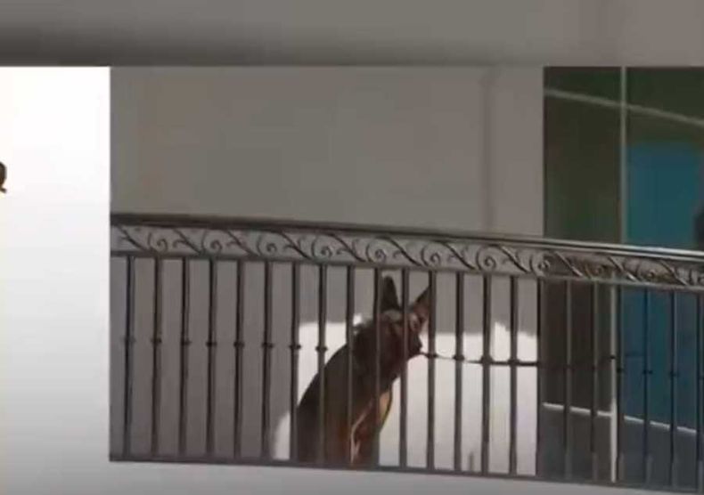 perro.jpg