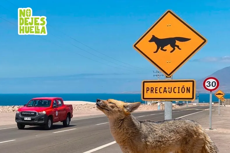 31224 fauna atropellos.webp