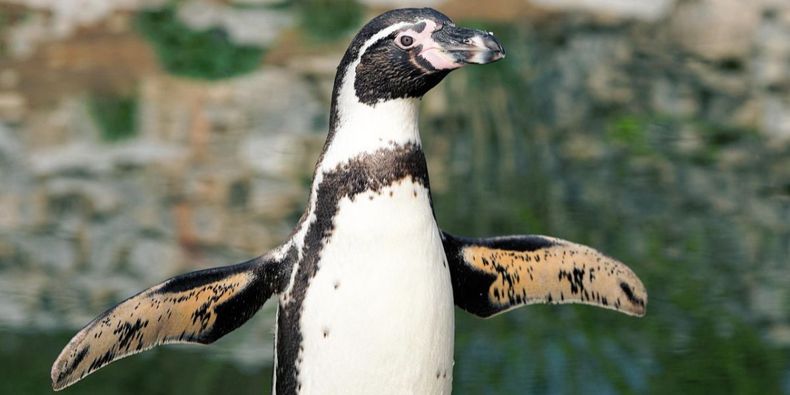 Pingüino de Humboldt.