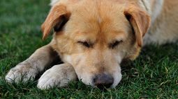 Grave caso de maltrato animal en Maipú - Agencia Uno Grave caso de maltrato animal en Maipú - Agencia Uno