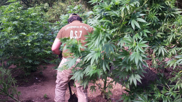 Más de 2 mil plantas de marihuana se salvaron de la acción del fuego en el Maule