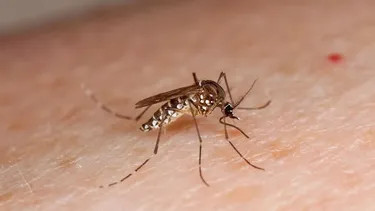 Minsal confirma hallazgo de mosquito Aedes aegypt transmisor del dengue y fiebre amarilla en Aeropuerto de Santiago