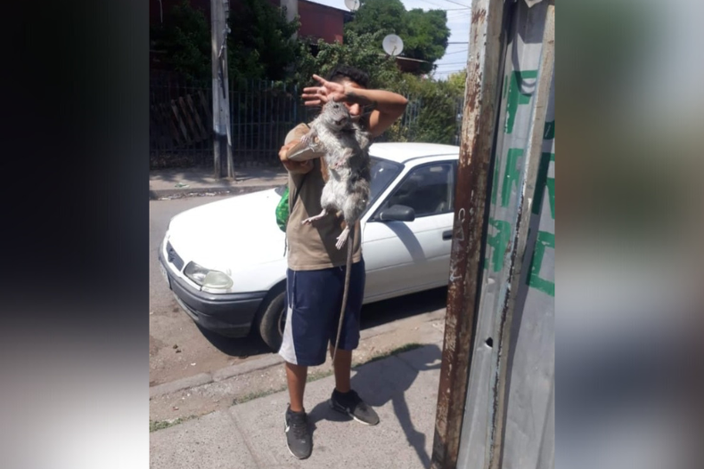 Rata gigante en San Ramon.png
