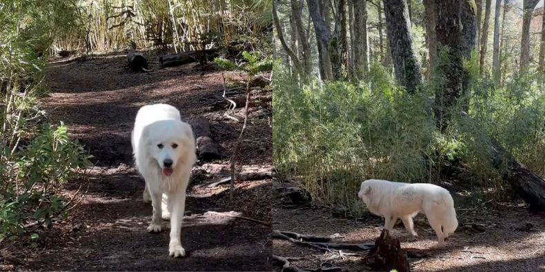 Perro es captado deambulando por Parque Nacional Conguillío. Captura de video IG @fabiandresv