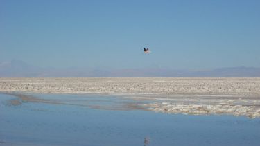 El Desconcierto | 8049 salar atacama.jpg