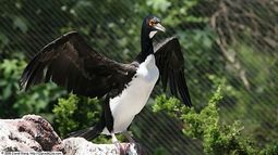 Cientos de aves mueren atrapadas en desaladora de termoeléctrica: ordenan medidas urgentes