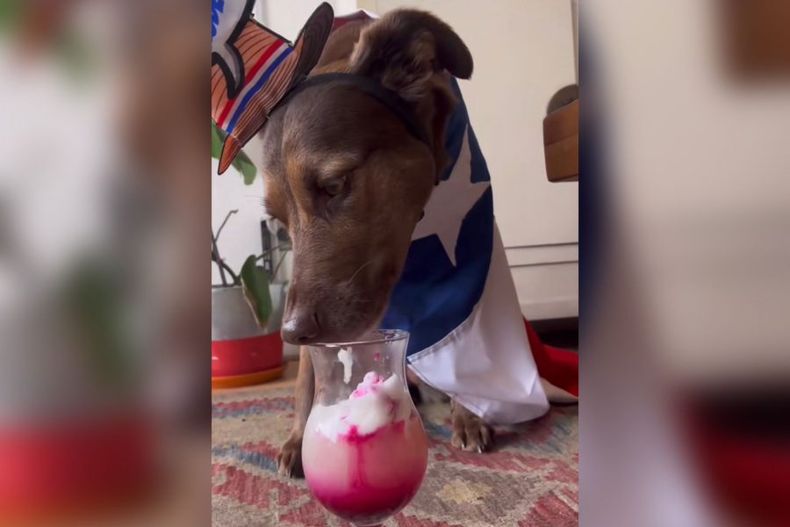 video porque septiembre aun no termina la receta de terremoto para perritos e1695395244297.jpeg