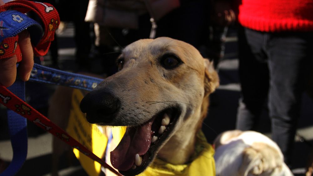 Crece apoyo para prohibir las carreras de galgos en Chile - Agencia Uno