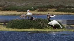 Humedal de Batuco, Cordón de Cantillana y Cerro Águila entre ellos: Los lugares que el gobierno busca declarar sitios prioritarios
