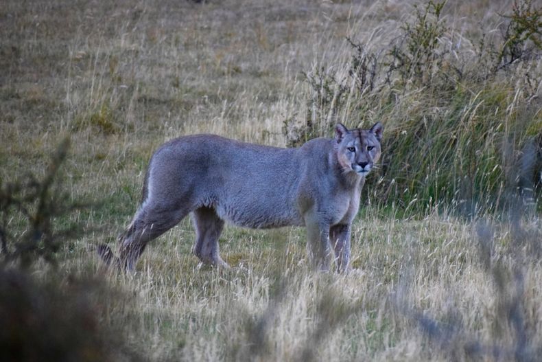 Puma macho recien comido I 1200x800 1.jpg