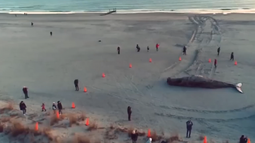 VIDEO| Las imágenes aéreas de una ballena jorobada varada en una playa de Nueva Jersey