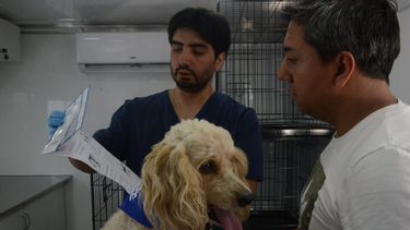 A un día de la implementación de la Ley Cholito: 1 de cada 3 municipios no está en condiciones de fiscalizar chips en mascotas