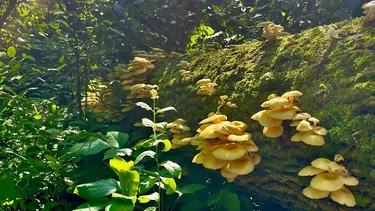 Imagen referencial sobre biodiversidad de hongos en Chile - Agencia EFE