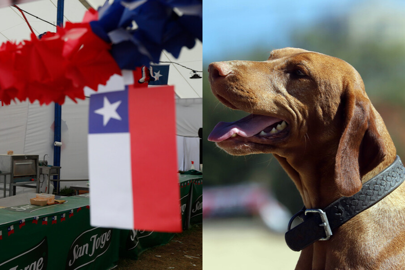 con canil cerrado, clinica movil y juegos criollos se desarrollara la primera fonda para perros.png