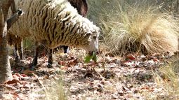 Entrenan a ovejas y cabras para prevenir incendios forestales