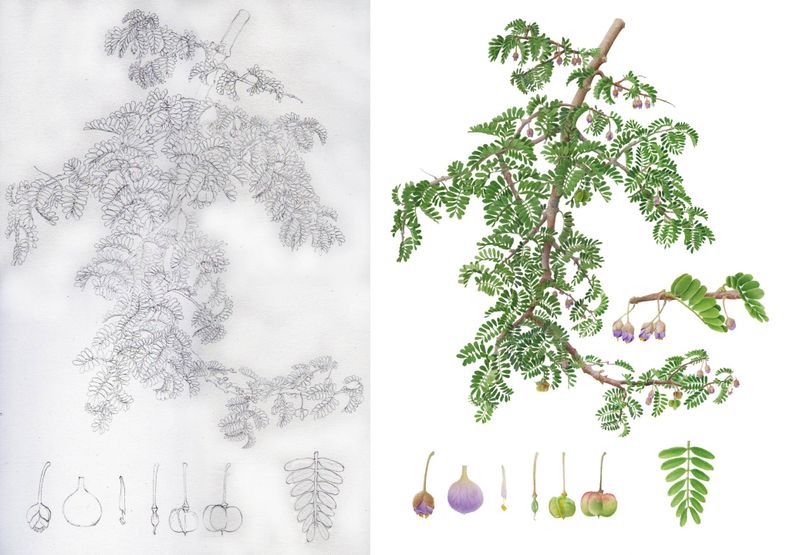 Boceto e ilustración de Guayacán, Porlieria chilensis - Libro sobre plantas nativas de Chile&nbsp;