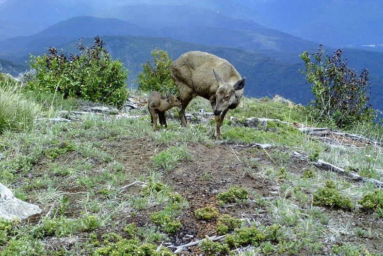 huemul4.jpg