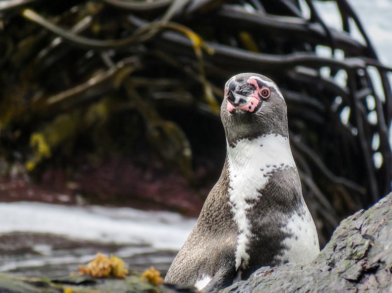 Ping&uuml;ino de Humboldt en isla recuperada.&nbsp;