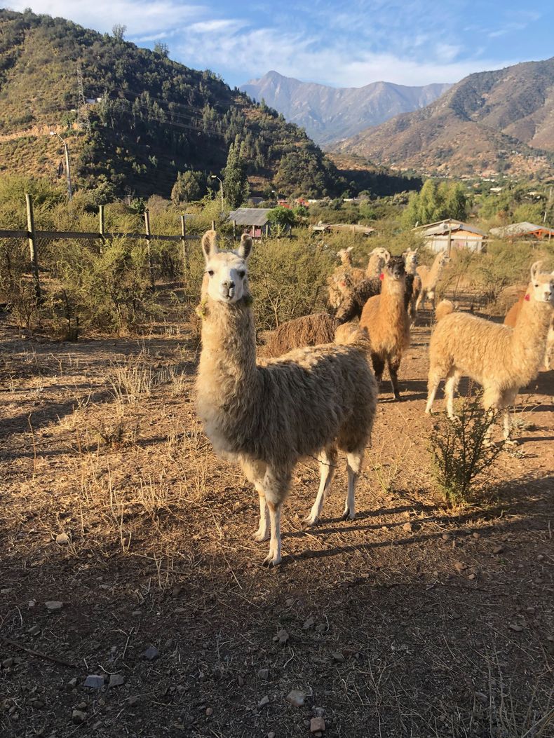 Ganadería tashumante en los Andes centrales.&nbsp;