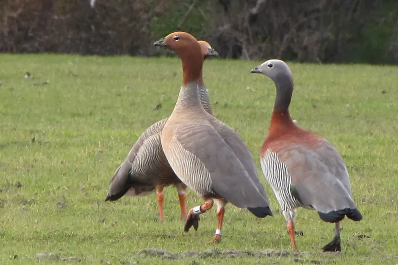 14488 canquen colorado juanfranciscopizarro.webp