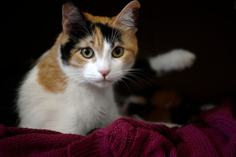 gatita.jpg