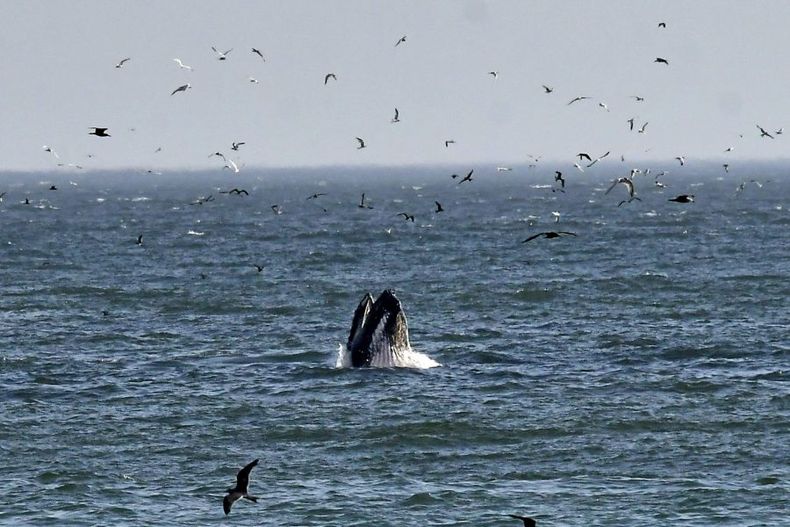 Ballena jorobada en las costas de Iquique. scaled e1703626811584.jpg