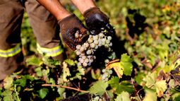 Tras 20 años la uva de mesa chilena ingresará a EE.UU. con nuevo estándar ambiental