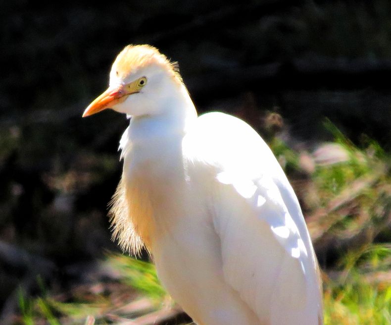 Aves de los Humedales de Pichilemu,&nbsp;Garza Bueyera