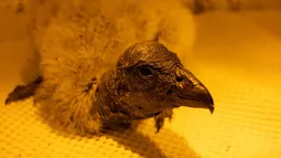 Nacen primeros cóndores por incubación artifical: Método da esperanza para salvar a especie de la extinción