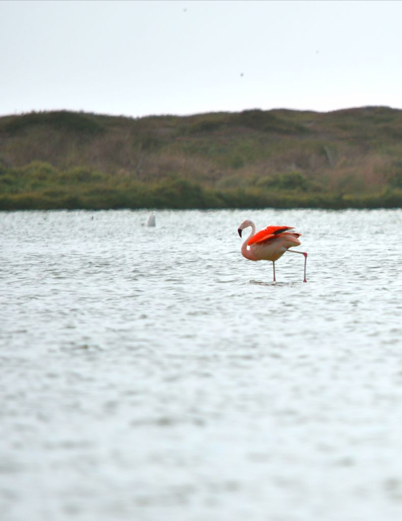 Aves de los Humedales de Pichilemu, Flamenco chileno