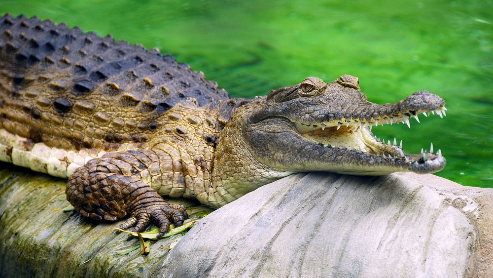 Por primera vez cocodrilo hembra se reproduce sin necesidad de un macho
