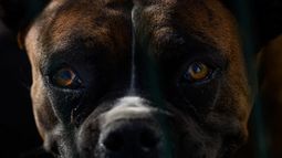 Tras brutal ataque a residente brasileña: Sacrifican a varios perros en San Pedro de Atacama