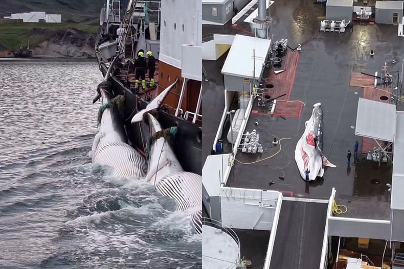 Caza de ballenas en Islandia.&nbsp;
