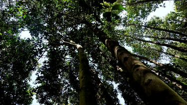 El Desconcierto | bosques.png