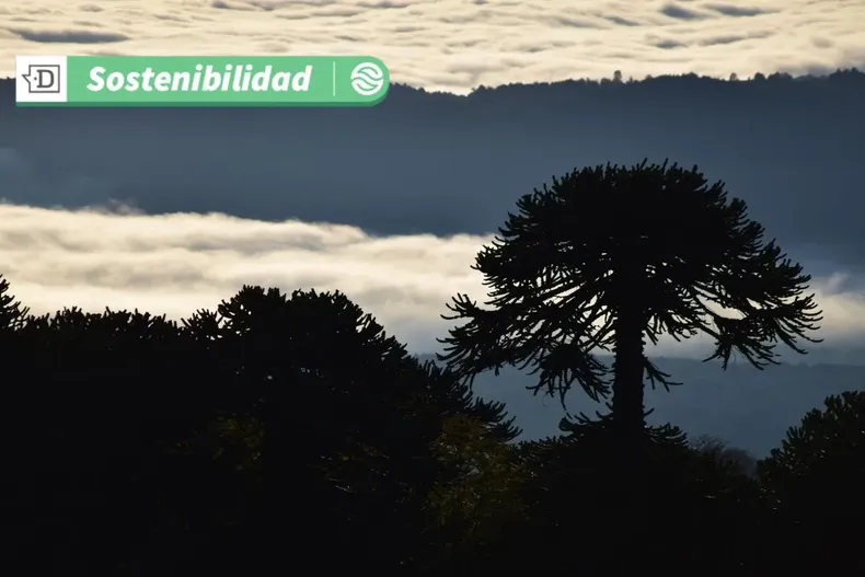 15989 diseno sin titulo 2025 05 19t134630.webp