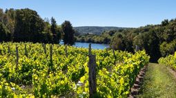 En el Día Nacional del Vino, el enólogo Pablo Cañón explica cómo el cambio climático y la menor demanda joven empujan a las viñas chilenas hacia el sur y a innovar con nuevos productos.