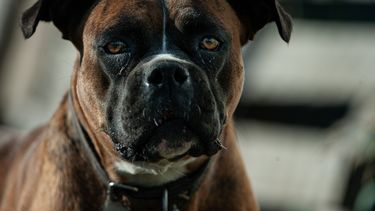 Académicos chilenos descubren que variante de COVID-19 es transmitida de humanos a perros