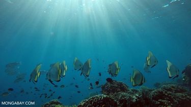 El Desconcierto | indonesia_komodo_uw_171392 768x512 1.jpg