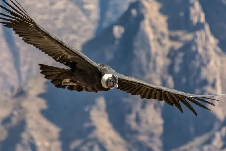 26008 diseno sin titulo 40.webp