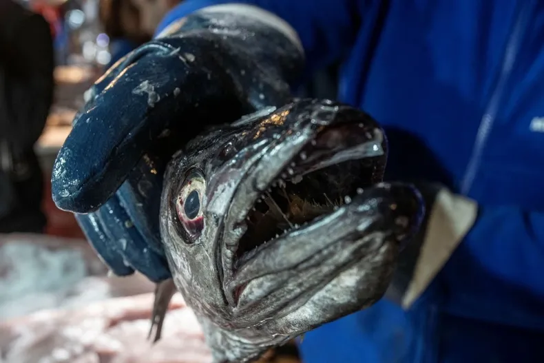 14650 merluzanota.webp