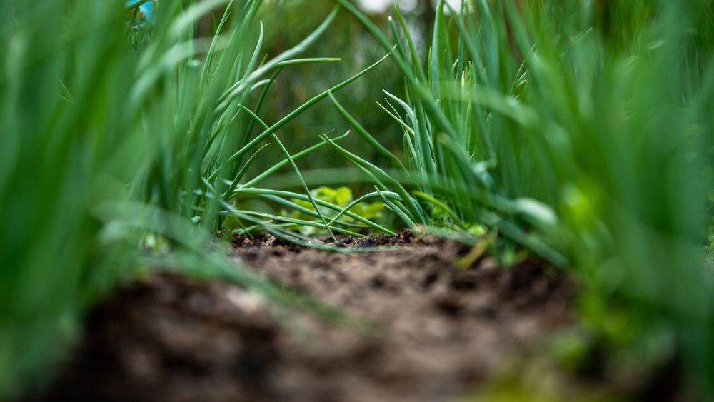Compost: el abono natural que reduce la erosión del suelo y combate el cambio climático