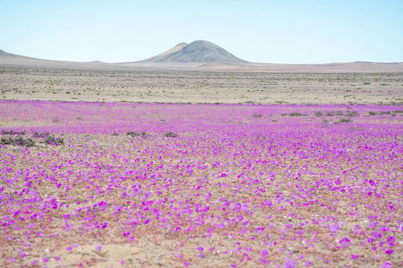 flores desierto dos.jpg