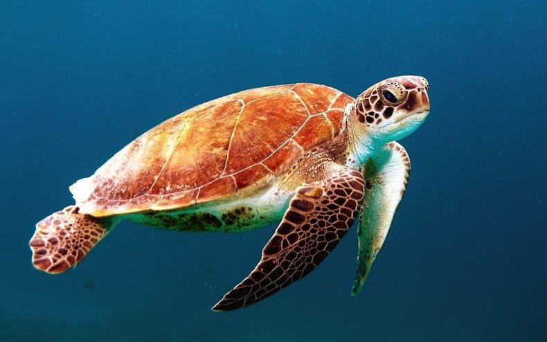 turtle 863336_1280.jpg