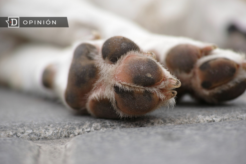 Patas de Perro opinion e1696186400232.png