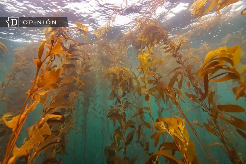 16848 imagen de un bosque de kelp.webp