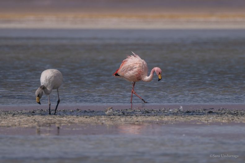 El flamenco andino habita los salares del norte de Chile, donde encuentra condiciones para alimentarse, reproducirse y criar a sus polluelos.