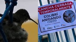 La multicancha en Mejillones estará cerrada los dos meses que dura el proceso del colibrí - Captura de video